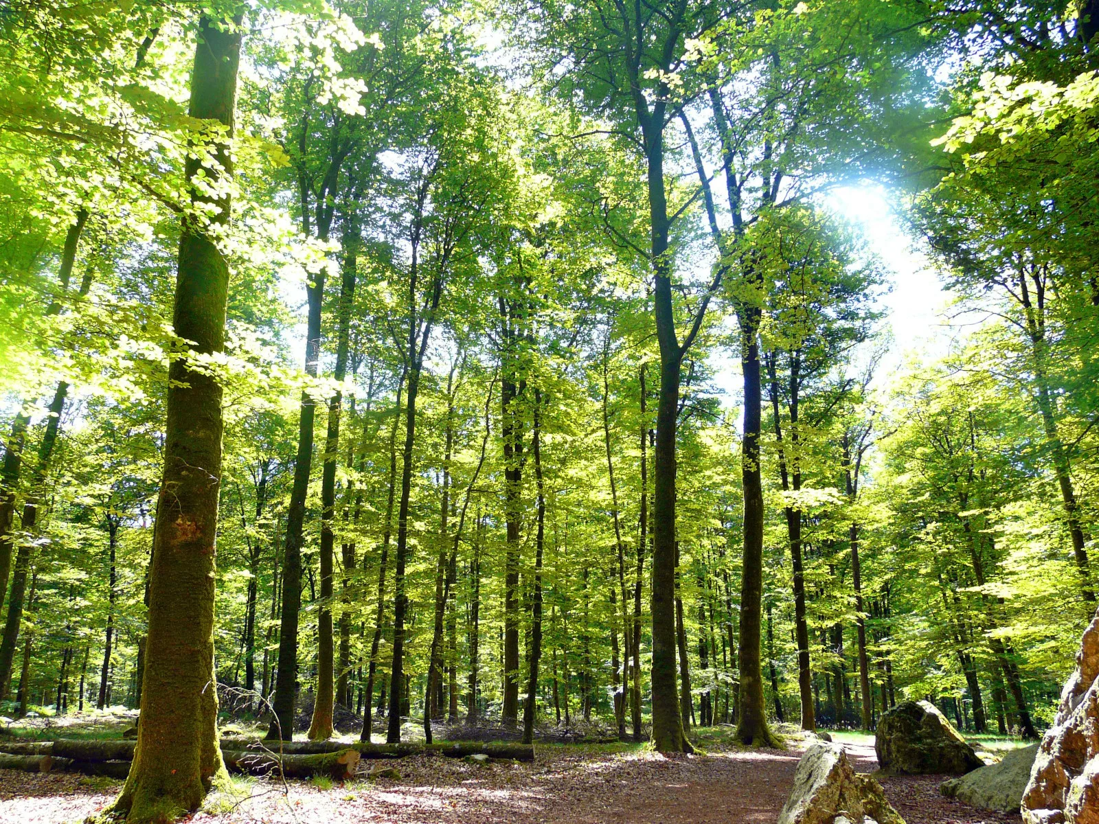 Journée ensoleillé en forêt de Fougères