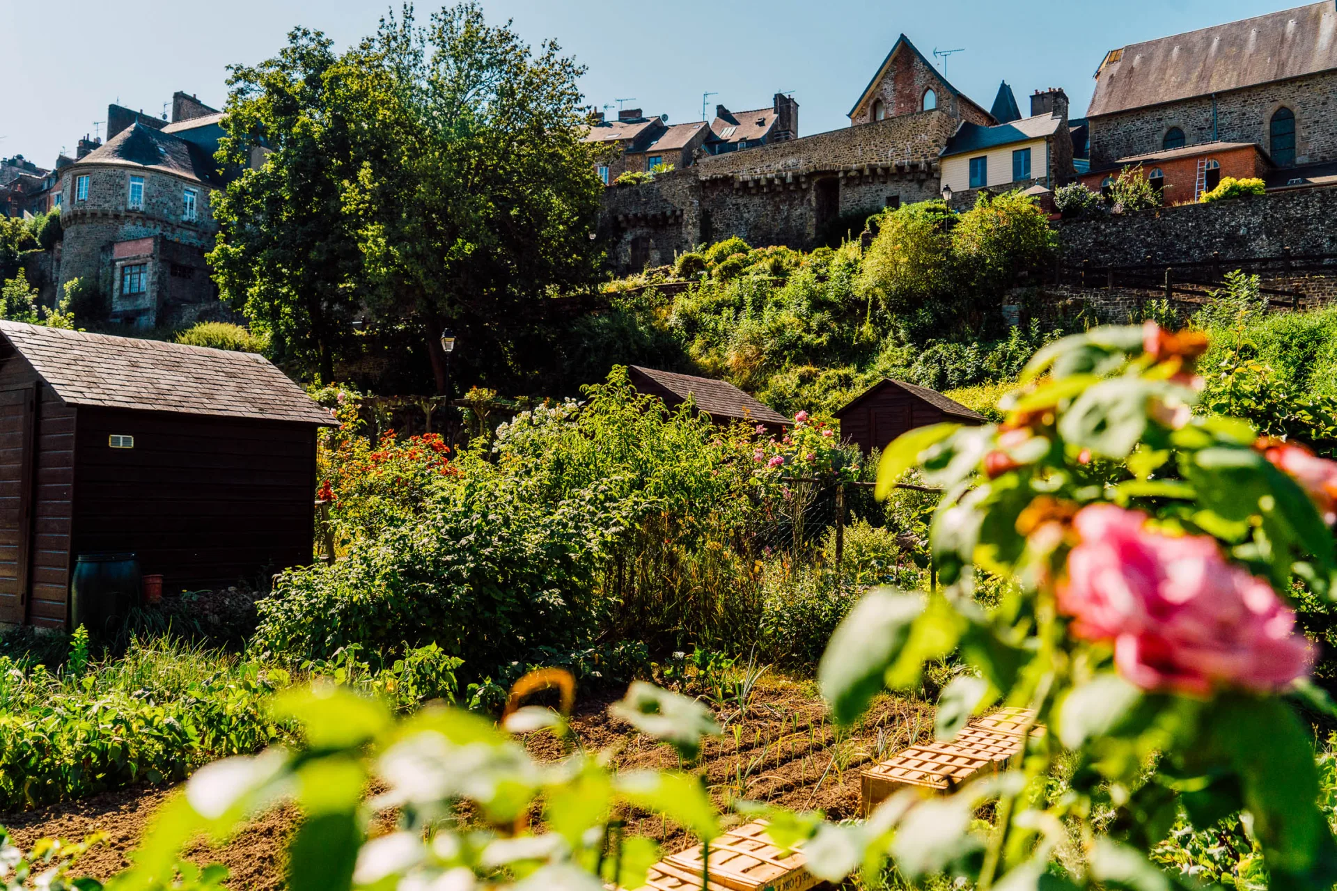 Jardin potagé dans fougères avec roses roses au premier plan