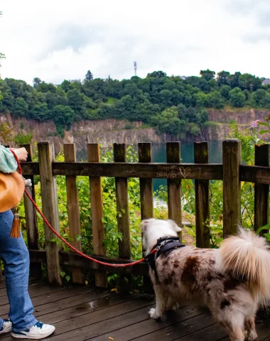 Le Toutourisme à Fougères : Balades et Activités à Faire avec Votre Chien